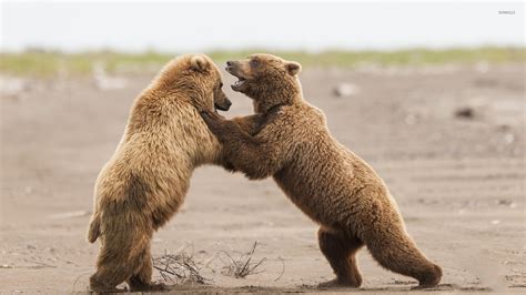 Bear cubs fighting wallpaper - Animal wallpapers - #42035