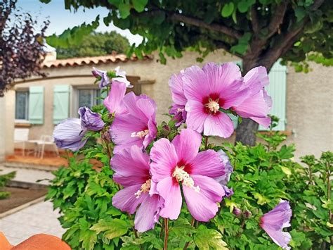 France Jolie Hibiscus En Fleurs Sur Narbonne Althéa Commu Flickr