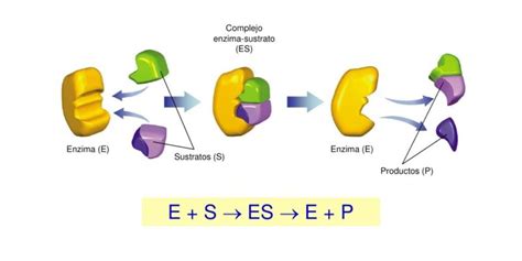 Enzimas O Que Sao Qual Sua Funcao E Caracteristicas Images Hot Sex