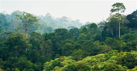 Bosques Tropicales Conoce Acciones De Medio Ambiente Para Preservarlos