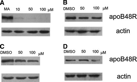 PPAR And Activators Suppress ApoB 48R Protein Expression In Human