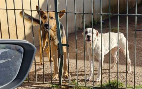 Cães desnutridos são resgatados e tutor preso por maus tratos