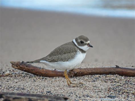 Lake Superior Shorebird Invasion | 365 Days of Birds