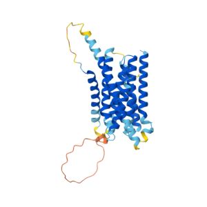 SLC39A2 Gene GeneCards S39A2 Protein S39A2 Antibody