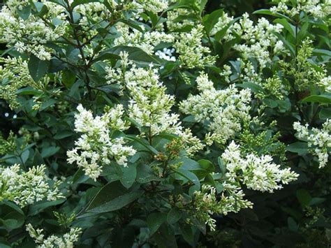 Privet – Forage Me Not