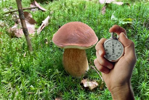 Tempo Di Crescita Dei Porcini Cacciatoridifunghi