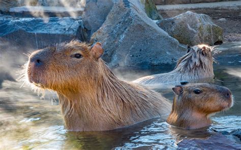 Izu Shaboten Animal Park Gaijinpot Travel