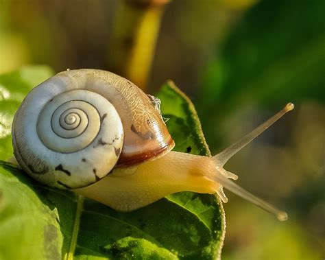 Snail Slime in Skincare: The Secret to Flawless Skin? - Relatable Science