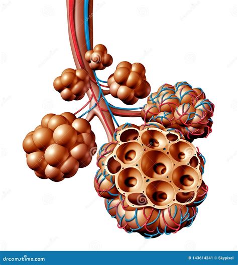 Conceito Humano Da Respiração Da Anatomia Dos Alvéolos Pulmonars