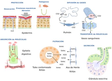 Tejido Epitelial BiologÍa Y GeologÍa