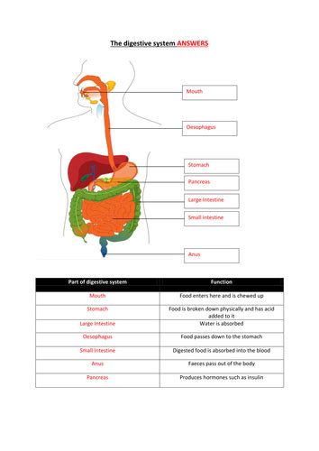 Ks3 Where Does My Food Go The Digestive System Teaching Resources