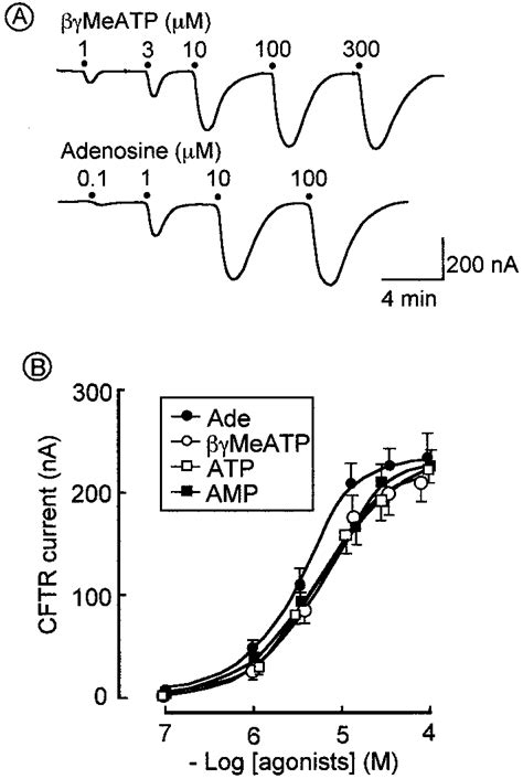 Comparison Of Concentration Dependent Effects Of Ade MeATP ATP And