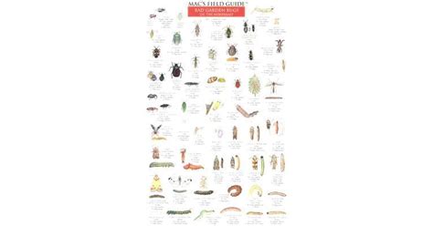 Mac S Field Guide Bad Garden Bugs Of The Northeast Good Garden Bugs Of