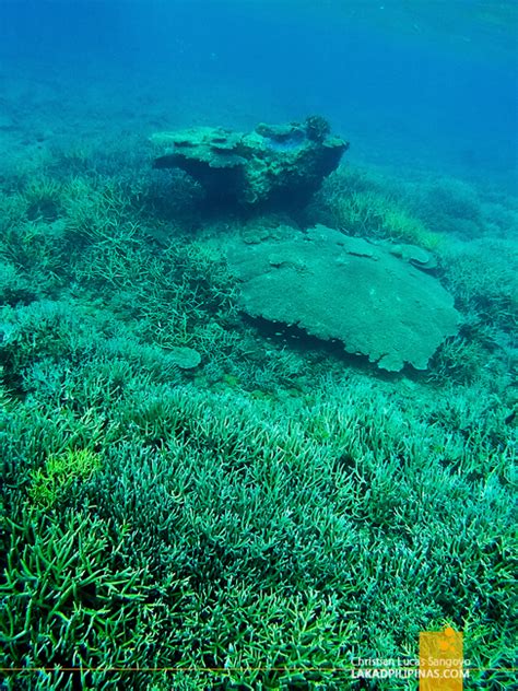 PALAWAN| Linapacan Island Hopping ~ One of the Clearest Waters in the ...