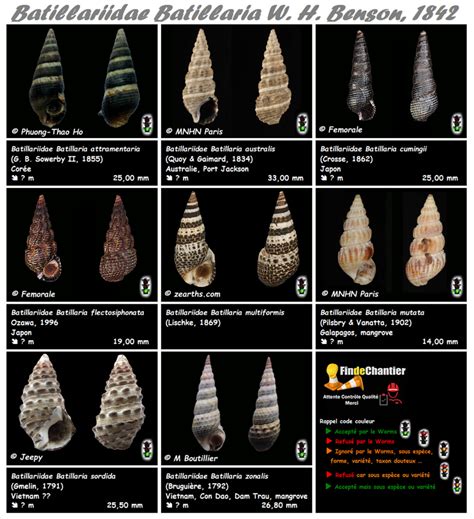 Batillariidae Batillaria Discussion Sur Le Genre La Planche Les Espèces