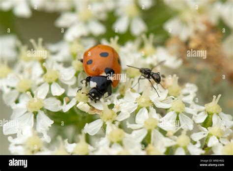 A Native Seven Spot Ladybird Coccinella Septempunctata Feeding On