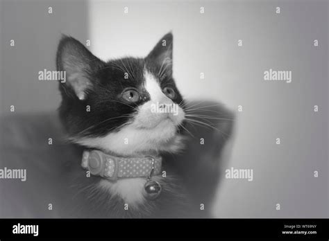 black & white kitten Stock Photo - Alamy