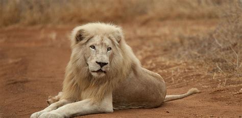 Top Imagen Cuantos Leones Albinos Hay En El Mundo Abzlocal Mx