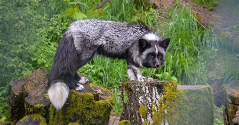 Rettung Fuchs Jackson Vier Pfoten Sterreich Stiftung F R Tierschutz