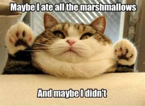 Best Fat Cat Memes Funny Fat Cat Pictures With Quotes