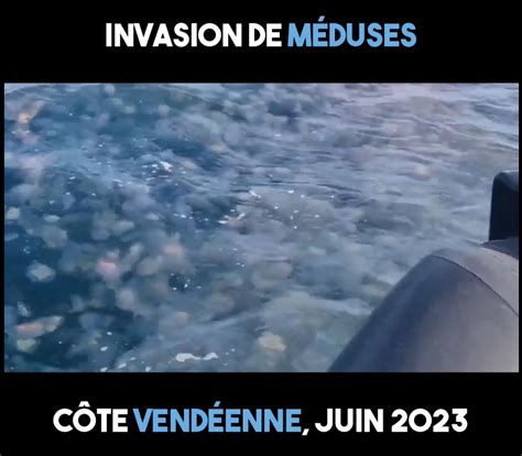 Invasion de méduses Contre Attaque