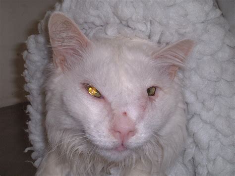 Facial Carcinoma Cat