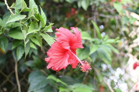 Hibisco Flor Florecer Foto Gratis En Pixabay Pixabay