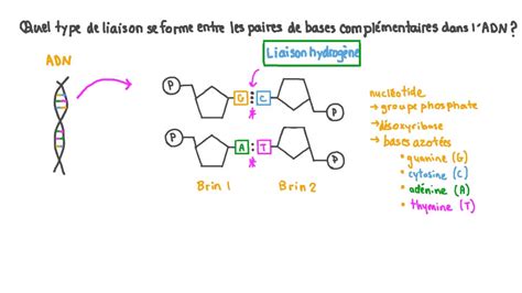 Vidéo question Rappeler le type de liaison qui se forme entre les