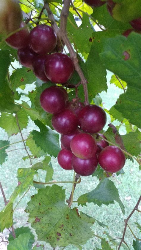 Muscadine Grapes – Bottoms Nursery