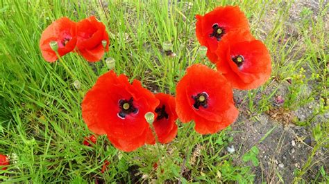 31 Beautiful Poppy Varieties for Your Garden