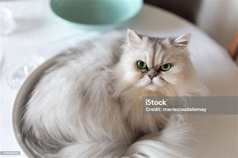 Persian Chinchilla Cat Sleeping On Table Stock Photo Download Image