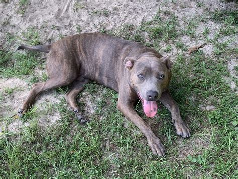 Dog For Adoption Cubby A American Bulldog In Ocala Fl Alpha Paw