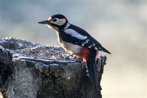 Woodpecker, Great Spotted | Spotted Woodpecker