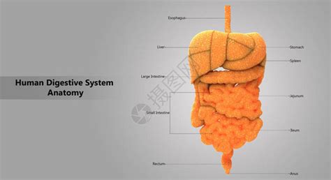 人体消化系统解剖学的3d插图高清图片下载 正版图片507454146 摄图网