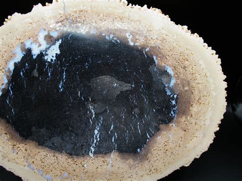 Petrified Palm Wood Indonesia 1 Fossils For Sale