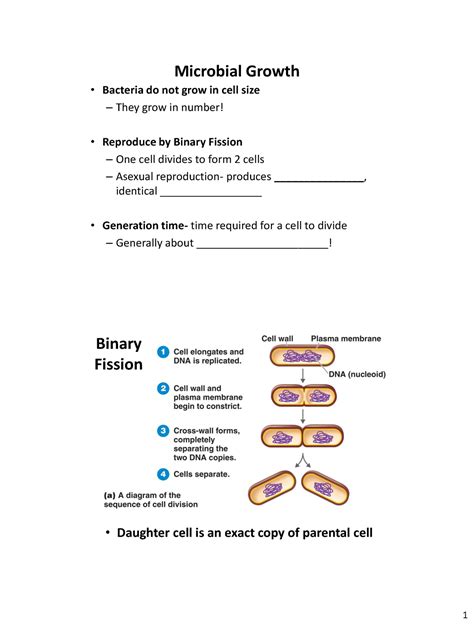 Lecture Microbial Growth Notes Bacteria Do Not Grow In Cell Size They