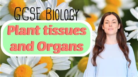 Plant Tissues And Organs Gcse Biology 9 1 Combined Sci Revision And Qs Youtube