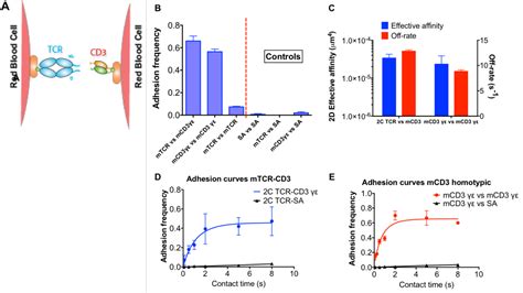 Figure 8 From THE IMPACT OF TCR CD 3 AND TCR PMHC CD 8 INTERACTION ON T