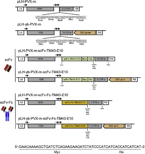 Schematic Representation Of The Pvx Based Transient Expression Vectors