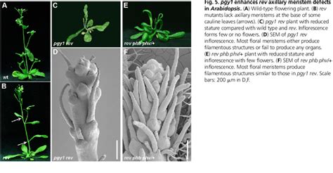 Pgy1 Enhances Rev Axillary Meristem Defects In Arabidopsis A