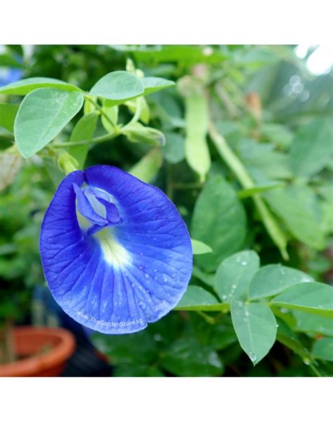 Blue Pea Butterfly Pea Potted Herbs Plant