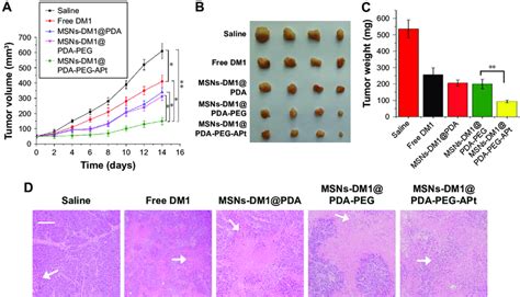 Antitumor Effects Of Msns Dm Pda Peg Apt In Nude Mice Bearing Sw