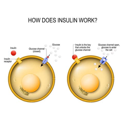 Insulin Receptor Diagram