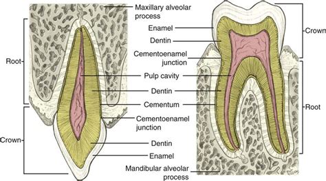 Tooth Histology Labeled