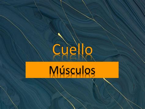 Solution Musculos Del Cuello Studypool