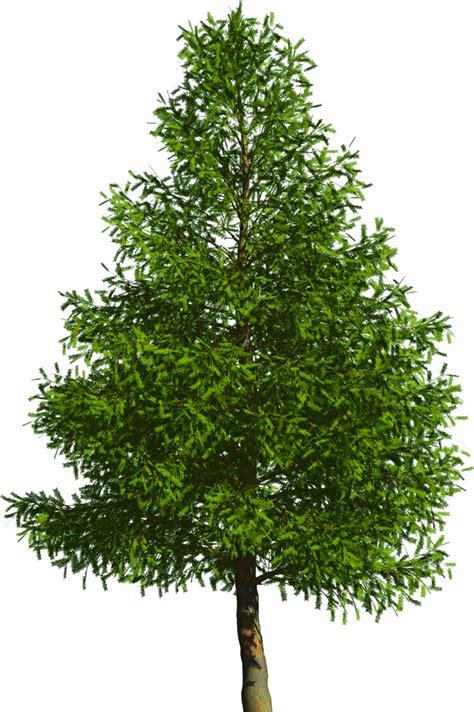 Evergreen Tree Pine Douglas Fir Tree Png Download 7981200 Free