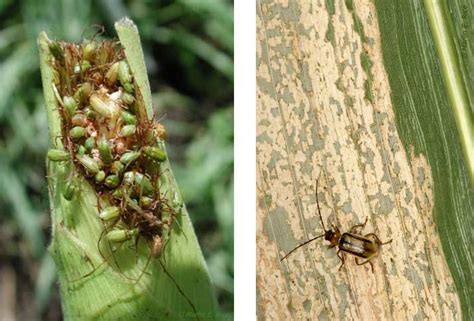 Corn Rootworm Biology And Management Pioneer® Seeds