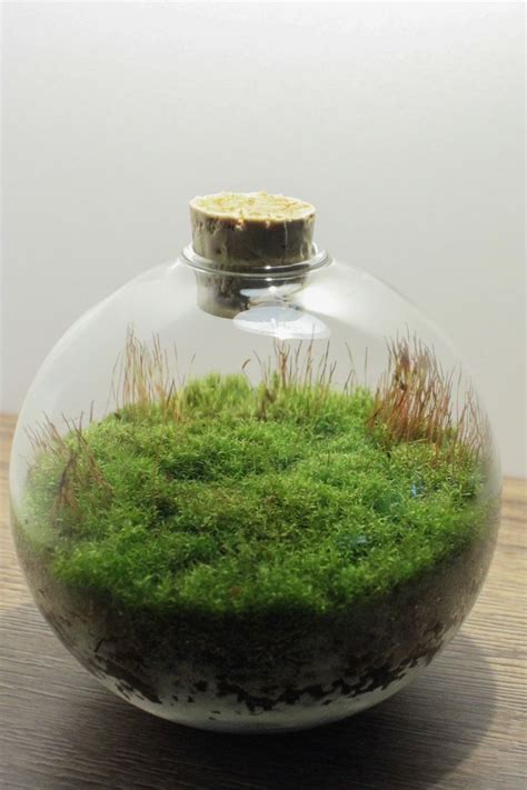 All Moss Terrarium | Moss terrarium, Terrarium, Terrarium plants