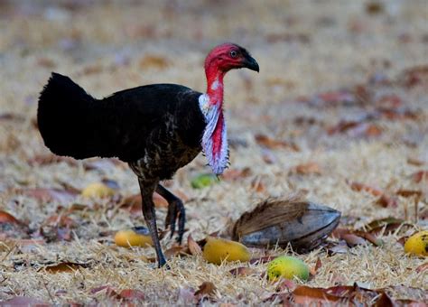 Bush Turkey In Australian Wildlife