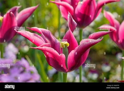 Lily Flowering Tulips Stock Photo Alamy